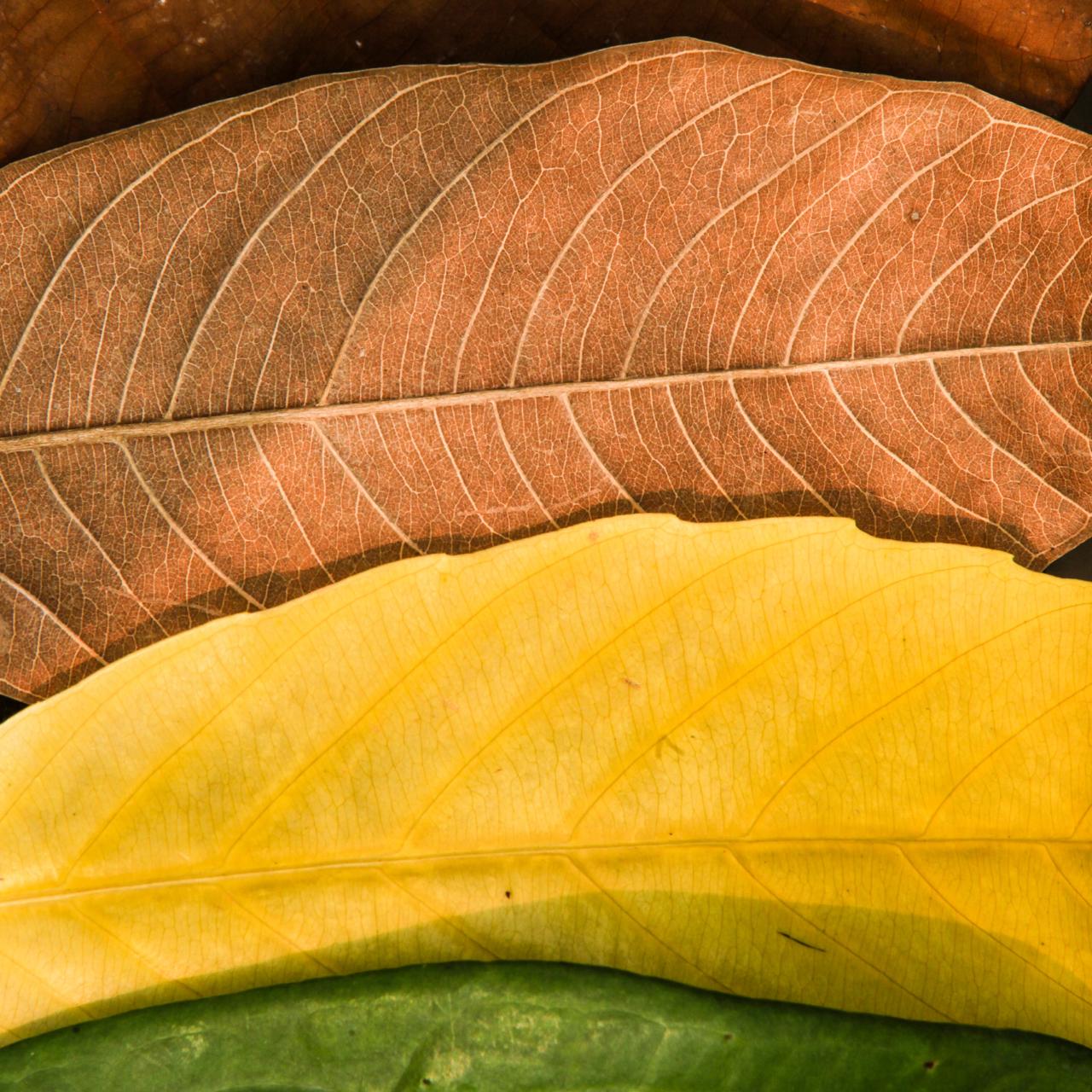 Qual família olfativa combina com cada estação do ano?